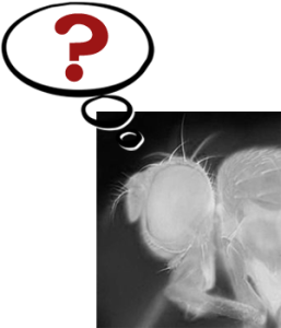 Drosophila Thinking Question